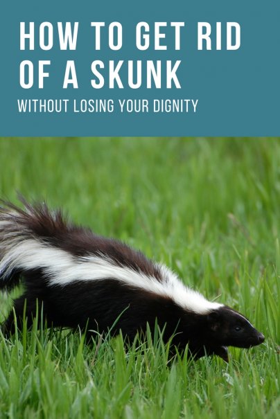 how-to-get-rid-of-skunk-smell